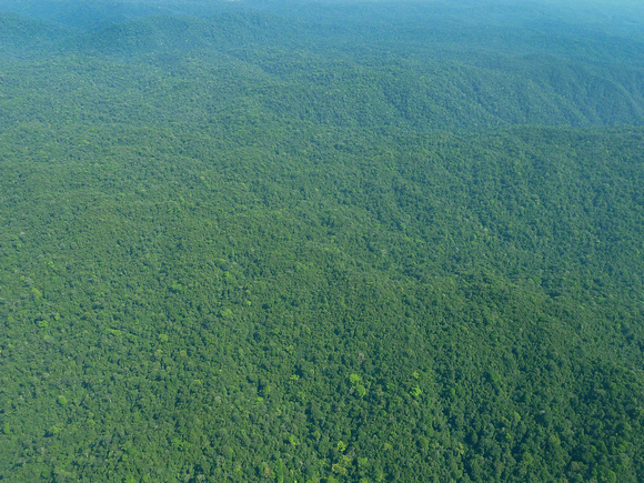 Pristine Forest, Northwest Belize