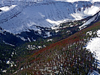 Greater Yellowstone Ecosystem - White Bark Pine