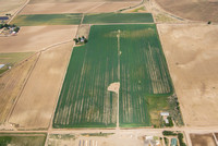 Weld County, Agricultural