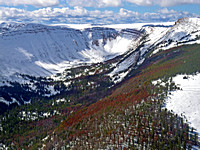 Greater Yellowstone Ecosystem - White Bark Pine