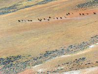 Mustang Herd, McCullough Peaks, Wyoming  © Bruce Gordon/EcoFlight