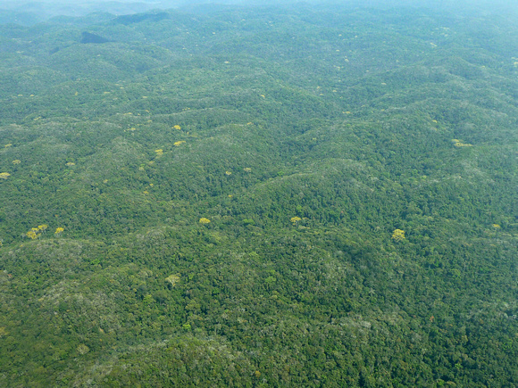 Pristine Forest, Belize - near Guatemala border
