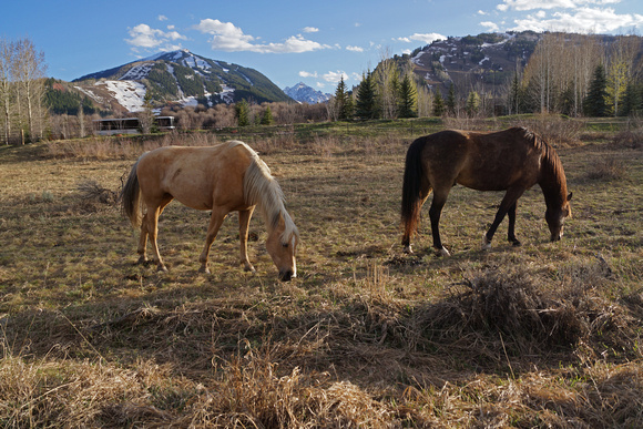 Horses in front of Snowmass