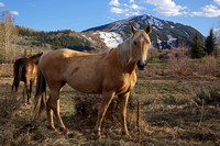 Horses in front of Snowmass