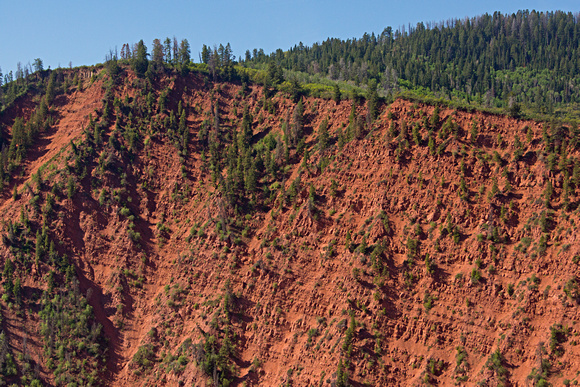 Forest growth 10 years after Coal Seam Fire, Glenwood Springs, CO