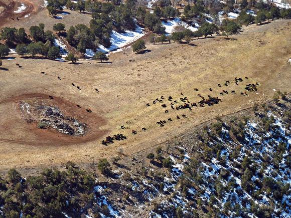Colorado - Western Slope - Cattle Ranching