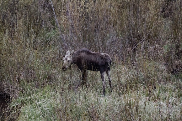 Baby Moose (1 of 1)
