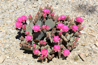 Beavertasil Cactus  (2)