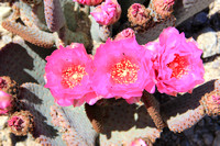 Beavertasil Cactus