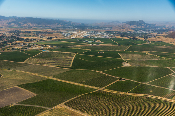 Vineyards near San Louis Obispo