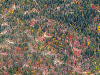 Forest Restoration Cascade ID-9