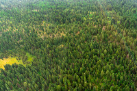 Forest South of McCall Airport