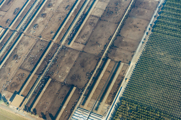 San Joaquin Valley Agriculture Feed Lots-2