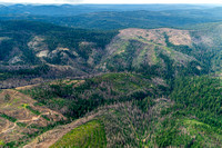 20240625_Clear_Cutting_Near_Quincy_CA_03